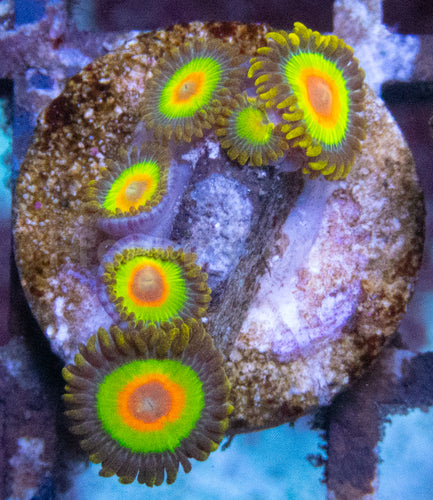 Rasta Zoanthus (Zoanthus spp. – Fiery & Vibrant Polyps)