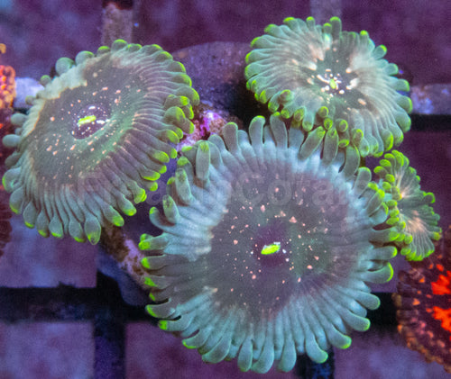 Green Galaxy Zoanthid (Zoanthus spp. – Celestial Glow with Galactic Dots)