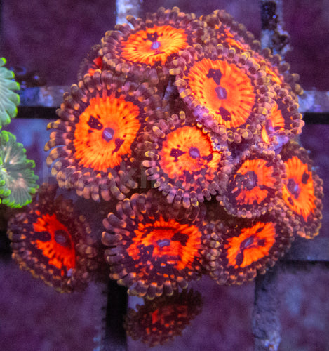 Orange and Black Space Chaos Zoanthus (Zoanthus spp. – Cosmic Color Explosion)