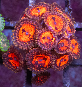 Orange and Black Space Chaos Zoanthus (Zoanthus spp. – Cosmic Color Explosion)