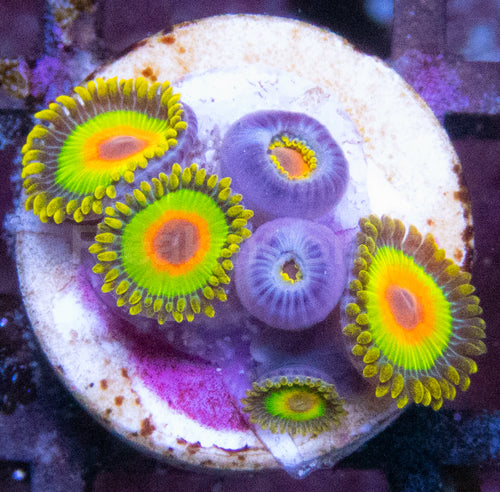 Rasta Zoanthus (Zoanthus spp. – Fiery & Vibrant Polyps)