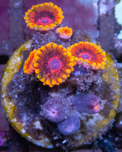 Mind Trick Zoanthus (Zoanthus spp. – Hypnotic Fireburst Pattern)