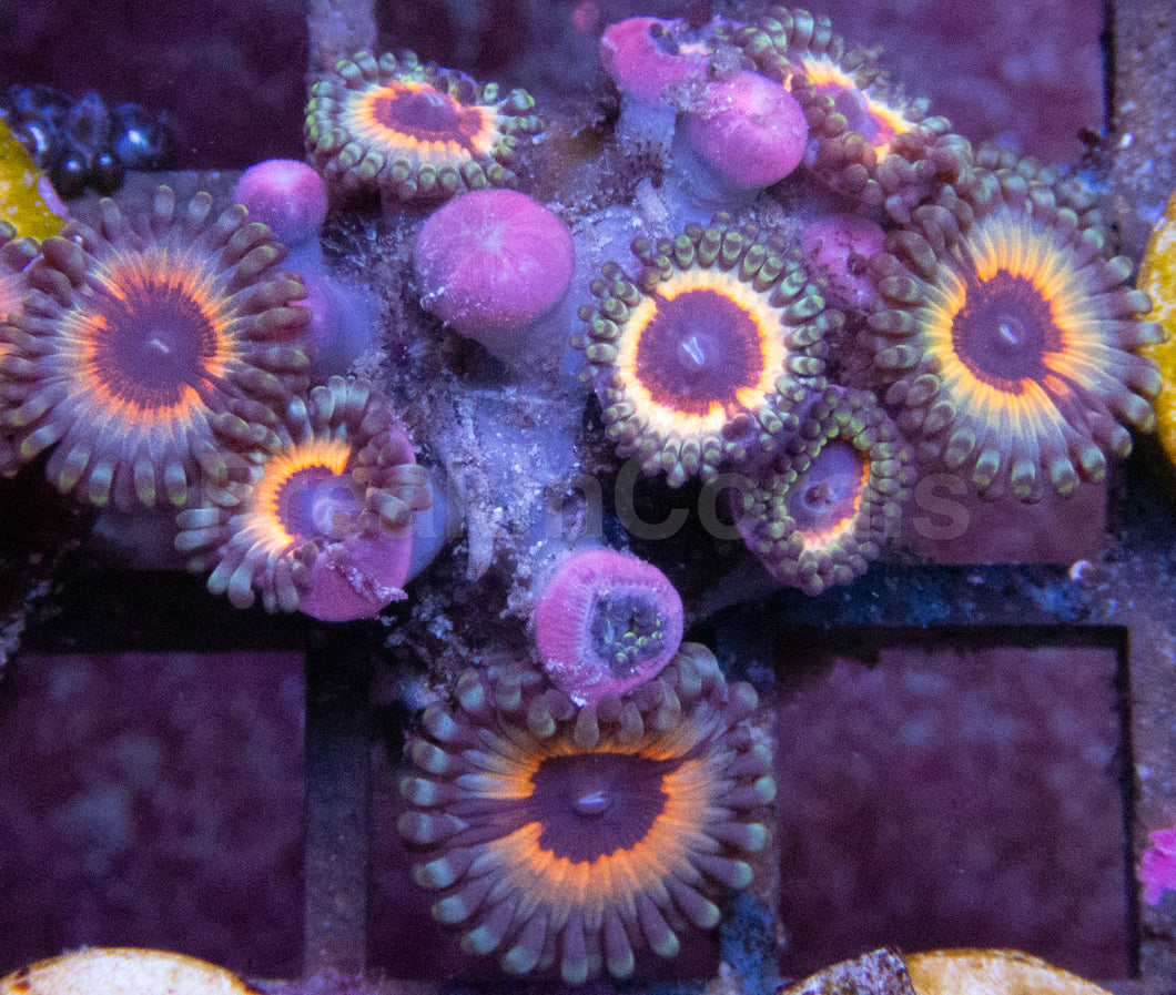 Vampire in Drag Zoanthus (Zoanthus spp. – Hypnotic Neon Royalty)