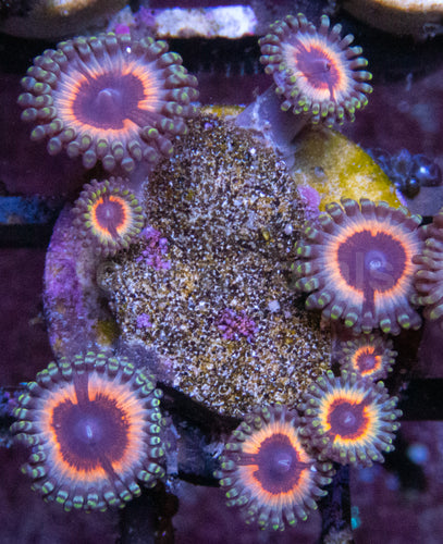 Vampire in Drag Zoanthus (Zoanthus spp. – Hypnotic Neon Royalty)