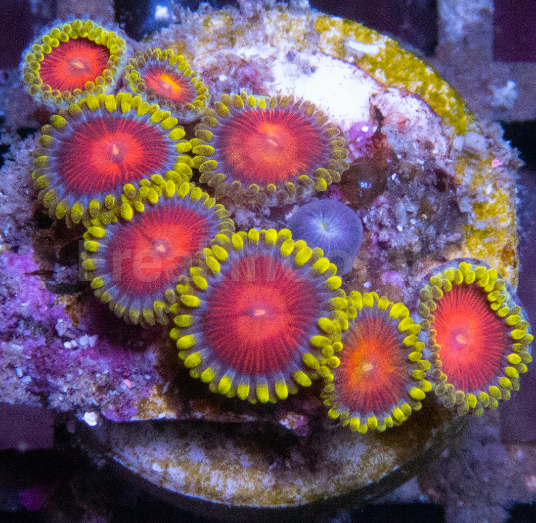 Orange Mandarim Zoanthus (Zoanthus spp. – Exotic Citrus Burst)