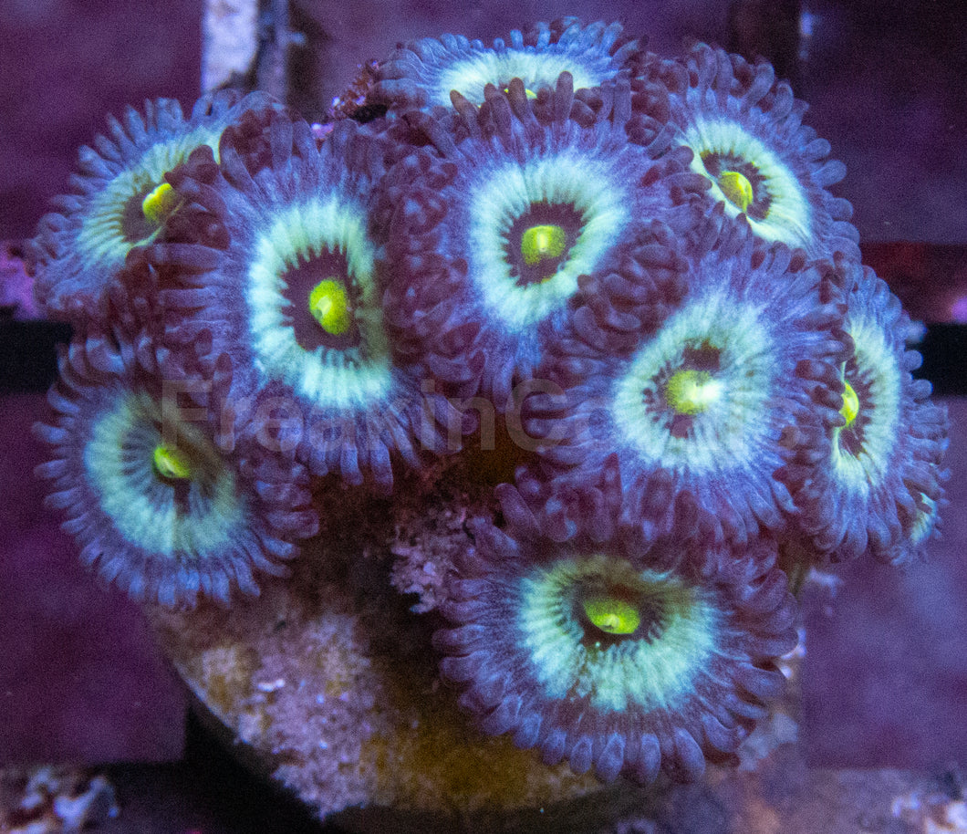 Nebula Zoanthids (Zoanthus spp. – Stellar Color Patterns)