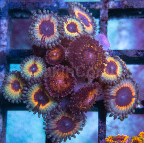 Vampire in Drag Zoanthus (Zoanthus spp. – Hypnotic Neon Royalty)