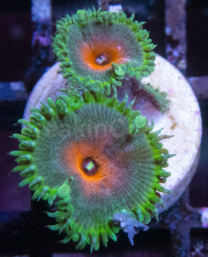 Captain America Zoanthus (Zoanthus spp. – Iconic Hero Colors)