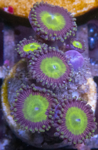 Candy Apple Zoanthus (Zoanthus spp. – Vibrant Green with Orange Highlights)