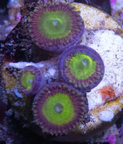 Candy Apple Zoanthus (Zoanthus spp. – Vibrant Green with Orange Highlights)