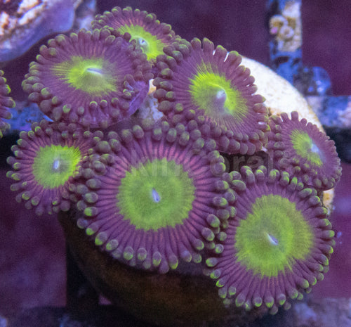 Candy Apple Zoanthus (Zoanthus spp. – Vibrant Green with Orange Highlights)