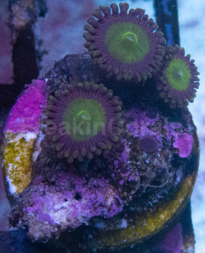 Candy Apple Zoanthus (Zoanthus spp. – Vibrant Green with Orange Highlights)