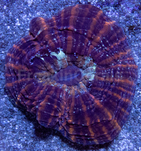 Acanthophyllia deshayesiana Aussie Blue & Green Stripe