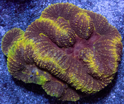 Gold Chaos Symphillia
