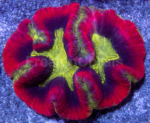Welsophyllia Radiant Blaze