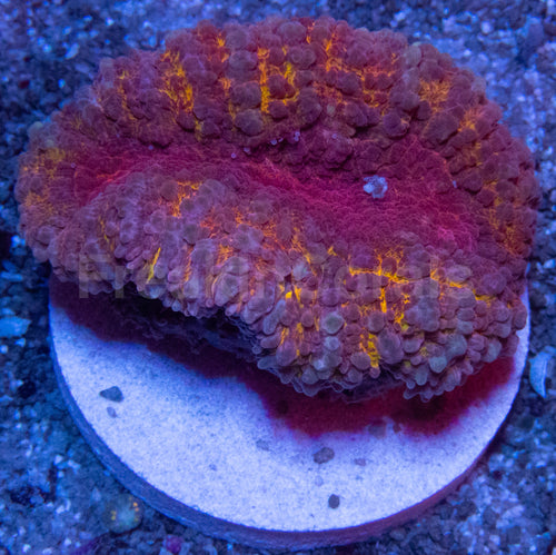 Holographic Rainbow Lobophyllia