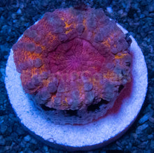 Load image into Gallery viewer, Holographic Rainbow Lobophyllia