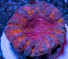 Load image into Gallery viewer, Holographic Rainbow Lobophyllia