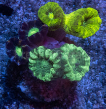 Load image into Gallery viewer, Tri-Color Caulastrea Mini Colony (Caulastrea spp. – Aussie Origin)