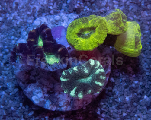 Tri-Color Caulastrea Mini Colony (Caulastrea spp. – Aussie Origin)