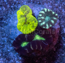 Load image into Gallery viewer, Tri-Color Caulastrea Mini Colony (Caulastrea spp. – Aussie Origin)