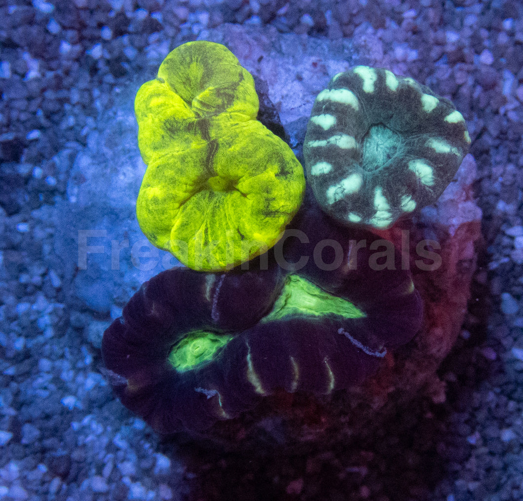 Tri-Color Caulastrea Mini Colony (Caulastrea spp. – Aussie Origin)