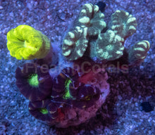 Load image into Gallery viewer, Tri-Color Caulastrea Mini Colony (Caulastrea spp. – Aussie Origin)