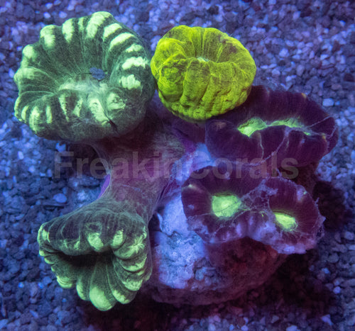 Tri-Color Caulastrea Mini Colony (Caulastrea spp. – Aussie Origin)