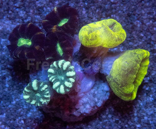 Tri-Color Caulastrea Mini Colony (Caulastrea spp. – Aussie Origin)