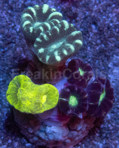 Tri-Color Caulastrea Mini Colony (Caulastrea spp. – Aussie Origin)