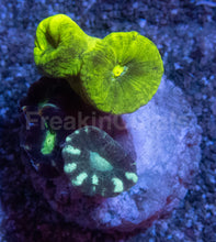 Load image into Gallery viewer, Tri-Color Caulastrea Mini Colony (Caulastrea spp. – Aussie Origin)