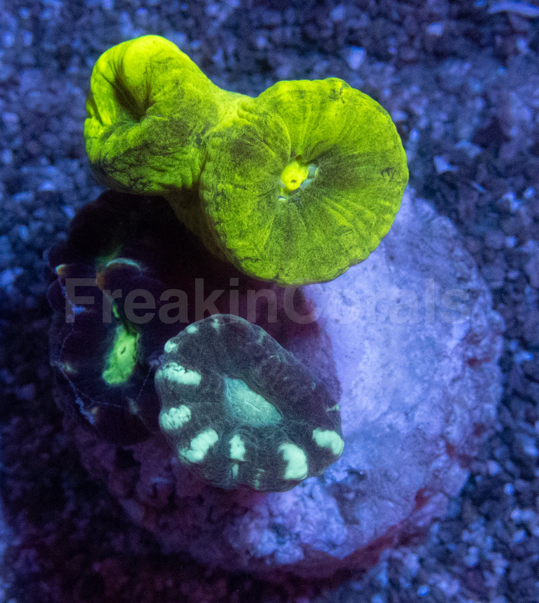 Tri-Color Caulastrea Mini Colony (Caulastrea spp. – Aussie Origin)