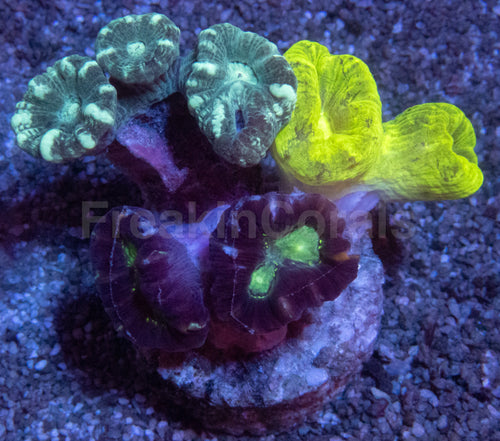 Tri-Color Caulastrea Mini Colony (Caulastrea spp. – Aussie Origin)
