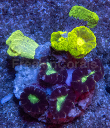 Tri-Color Caulastrea Mini Colony (Caulastrea spp. – Aussie Origin)