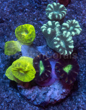 Load image into Gallery viewer, Tri-Color Caulastrea Mini Colony (Caulastrea spp. – Aussie Origin)