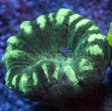 Load image into Gallery viewer, Tri-Color Caulastrea Mini Colony (Caulastrea spp. – Aussie Origin)