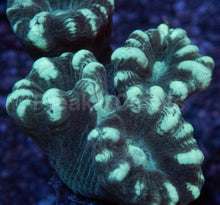Load image into Gallery viewer, Tri-Color Caulastrea Mini Colony (Caulastrea spp. – Aussie Origin)