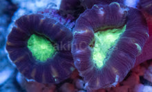 Load image into Gallery viewer, Tri-Color Caulastrea Mini Colony (Caulastrea spp. – Aussie Origin)