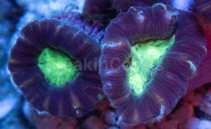 Tri-Color Caulastrea Mini Colony (Caulastrea spp. – Aussie Origin)