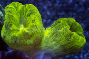 Tri-Color Caulastrea Mini Colony (Caulastrea spp. – Aussie Origin)