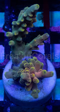 Carregar imagem no visualizador da galeria, Acropora sp. “Lastistella” – Frags - freakincorals.com