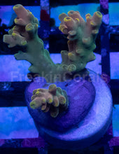 Carregar imagem no visualizador da galeria, Acropora sp. “Lastistella” – Frags - freakincorals.com