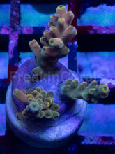 Carregar imagem no visualizador da galeria, Acropora sp. “Lastistella” – Frags - freakincorals.com