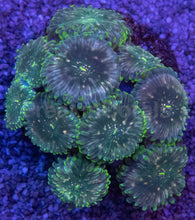 Load image into Gallery viewer, Green Galaxy Zoanthid (Zoanthus spp.) – Celestial Glow with Galactic Dots - freakincorals.com