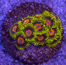 Load image into Gallery viewer, Super Flower Zoanthus “Yellow &amp; Red” – Frag / Colony - freakincorals.com