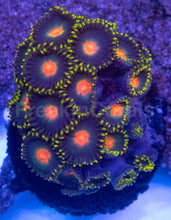 Carregar imagem no visualizador da galeria, Gorilla Nipples Zoanthus – Frag / Colony - freakincorals.com