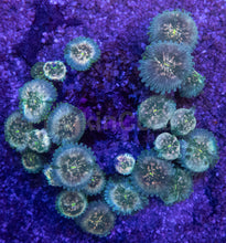 Load image into Gallery viewer, Green Galaxy Zoanthid (Zoanthus spp.) – Celestial Glow with Galactic Dots - freakincorals.com