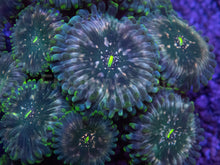 Load image into Gallery viewer, Green Galaxy Zoanthid (Zoanthus spp.) – Celestial Glow with Galactic Dots - freakincorals.com