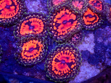 Load image into Gallery viewer, CC Flaming Brohican Zoanthids - freakincorals.com