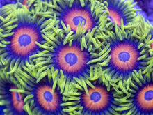 Load image into Gallery viewer, Super Flower Zoanthus “Yellow &amp; Red” – Frag / Colony - freakincorals.com